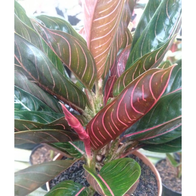 pride of sumatra black(black pos)