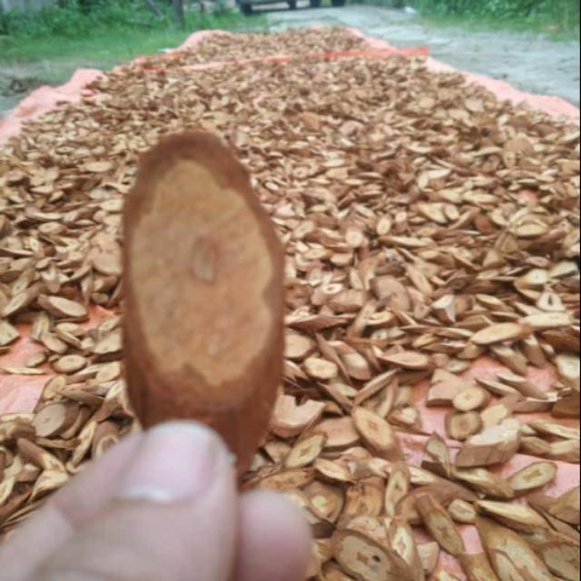 

Bajakah merah kalimantan