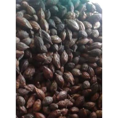 

buah ketapang kering 500gram