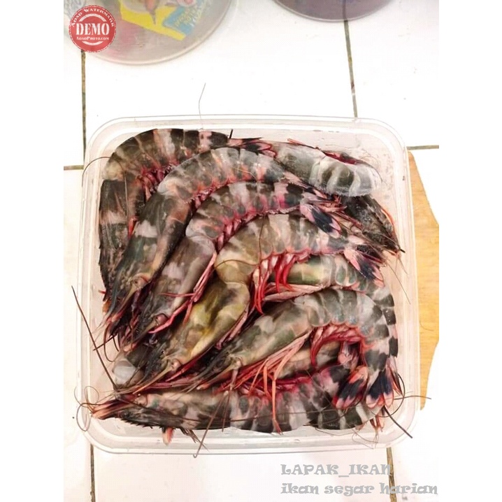 Udang Windu Laut 1Kg SEGAR Dan BERGARANSI