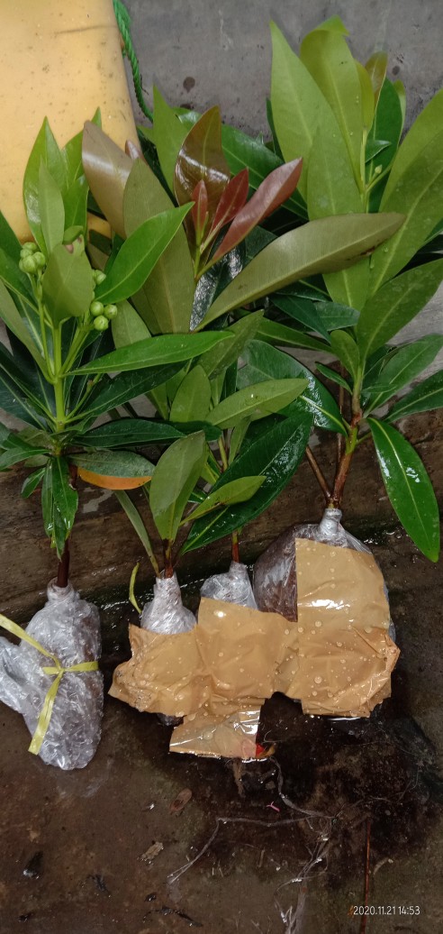 Xhantos Kuning 35-40cm