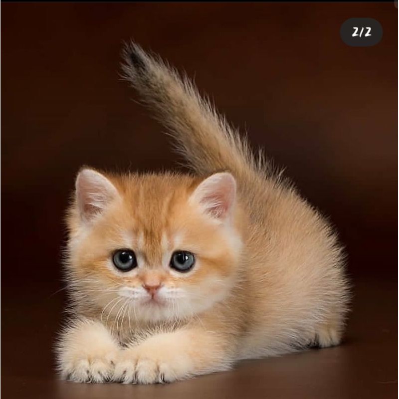 kitten import British shorthair