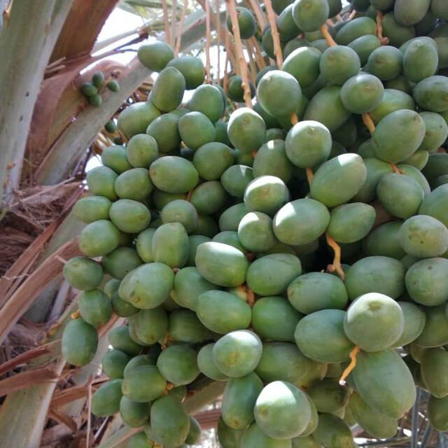 

kurma muda