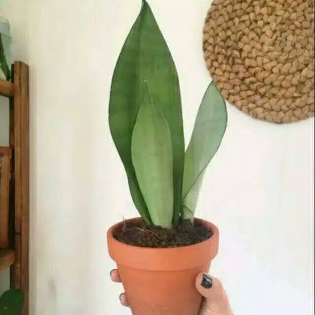 Sesivera monshine silver lidah mertua silver