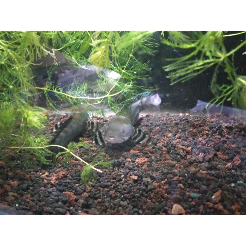 Channa blue pulchra pair udah ngebola