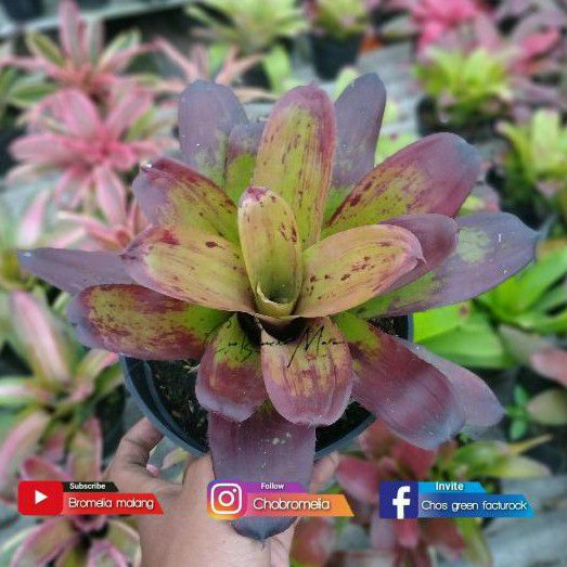bromelia vanila black