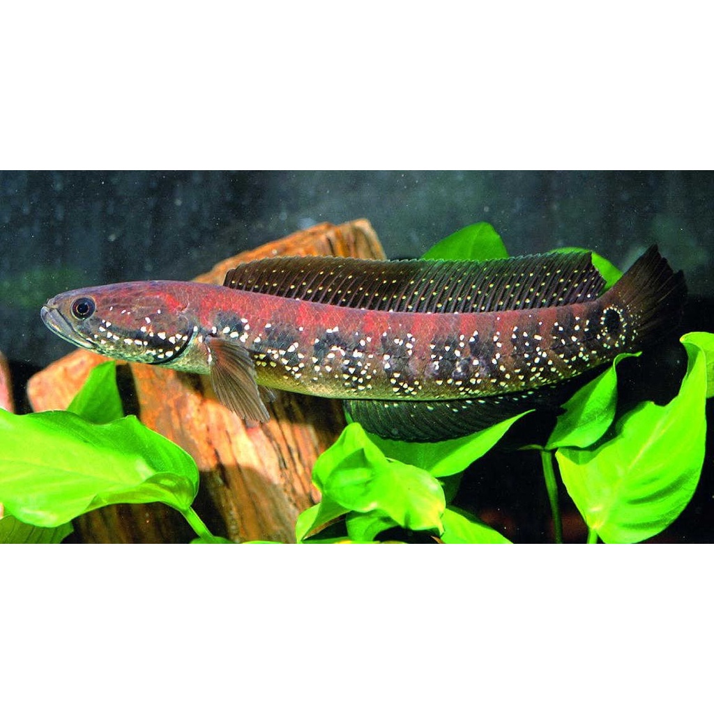ASIATICA WS PURE UKURAN/ASIATICA WS/WS PURE/CHANNA ASIATICA/CHANNA MURAH