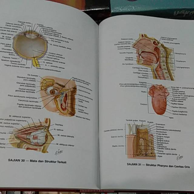 ( ORIGINAL ) BUKU KAMUS SAKU KEDOKTERAN DORLAND EDISI 30