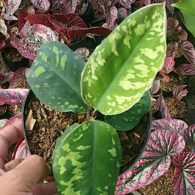 Homalomena Walisi Aglonema Karet Tanaman Hias Walisii