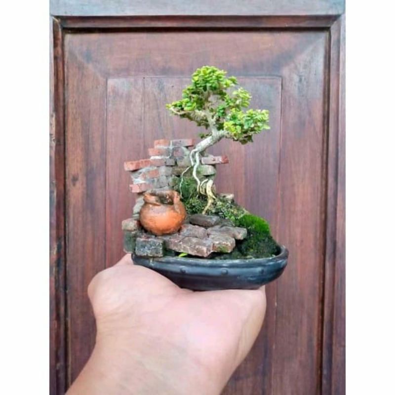 bonsai Sancang dari cangkok 13k