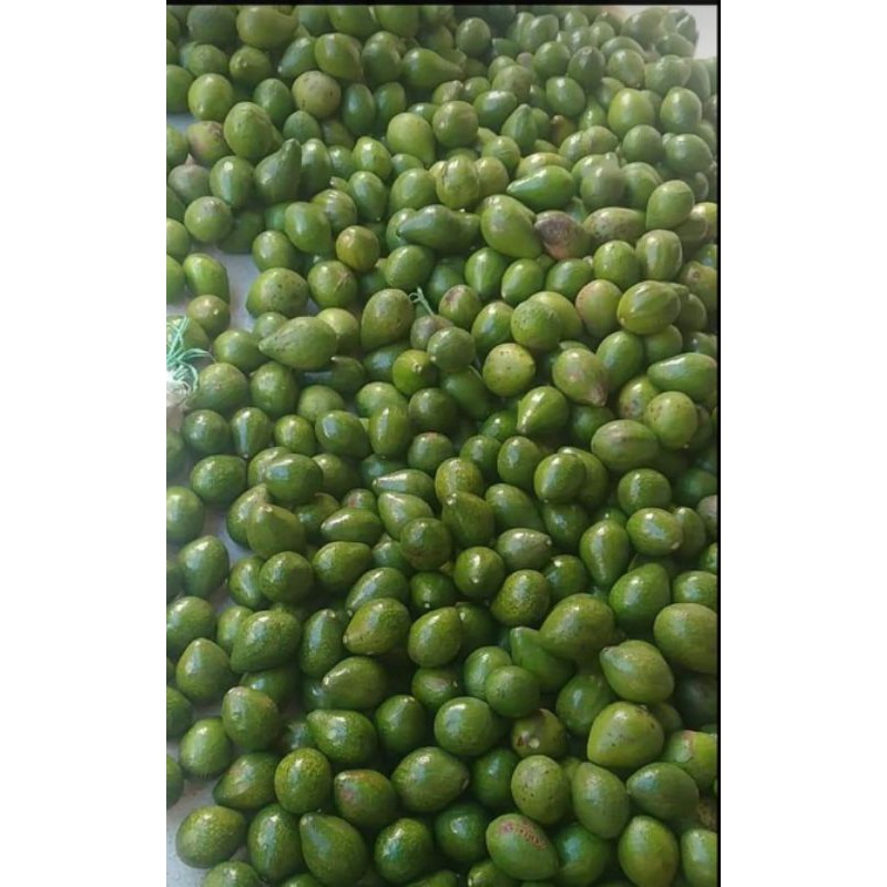 

Alpukat mentega 1 kg