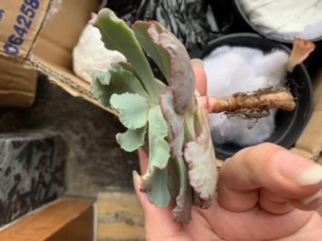 Sukulen Murah Dan Hemat Dengan Berbagai Macam Variant Sudah Termasuk Pot 10cm