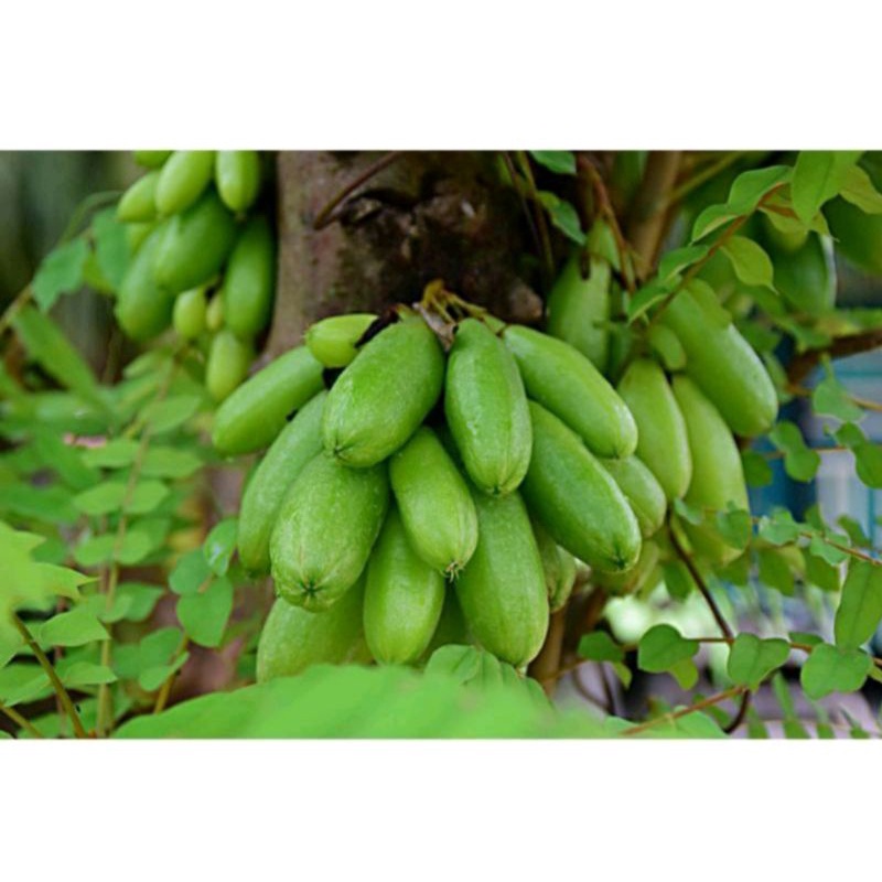 

BUAH BELIMBING WULUH SEGAR | BELIMBING ORIGINAL TERMURAH (250g)