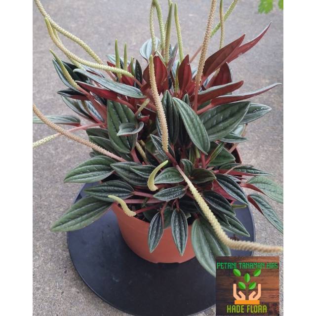 Tanaman hias Peperomia roso