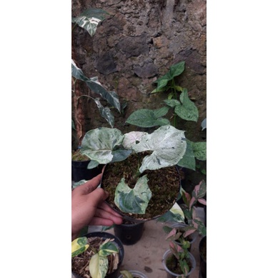 Syngonium Green Splash