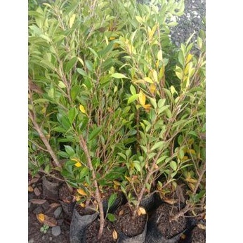 BISA COD BIBIT BONSAI FICUS KIMENG RAWATAN