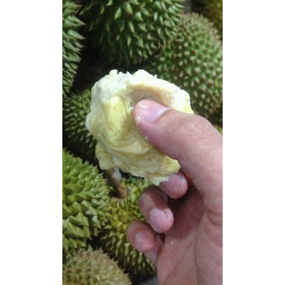 

Durian lokal