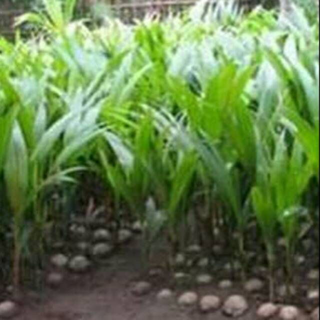 Bibit Buah Kelapa Kopyor Hijau Genjah (bukan wulung) Asli Pati