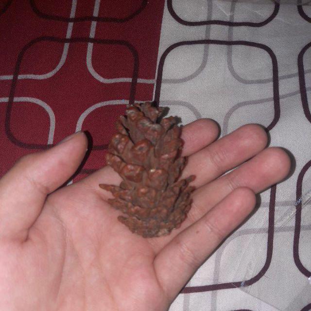 Pinecone / Pinus Kecil