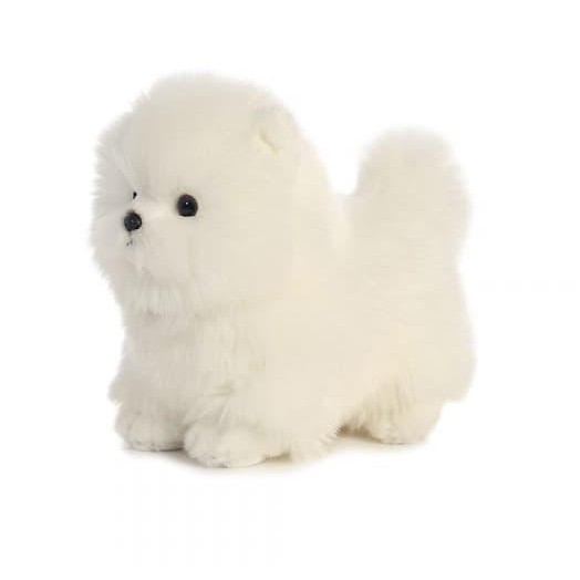 white pomeranian dogs for sale