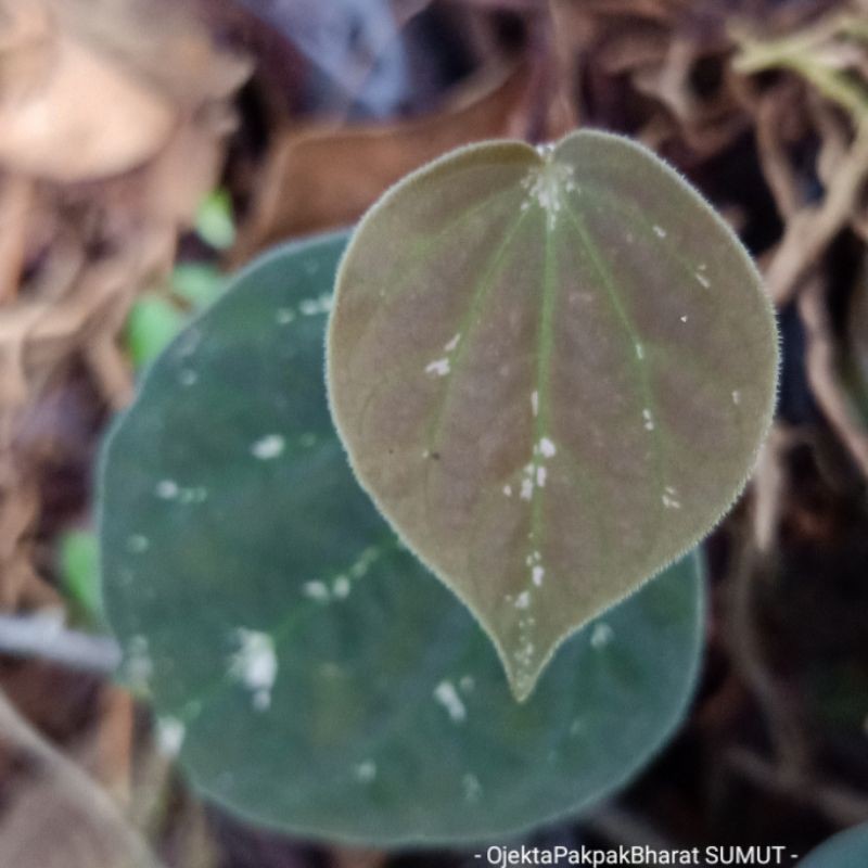 Tanaman Unik Anthurium Betel Sirih Keraton Anthurium Sirih Merambat Gantung indoor outdoor