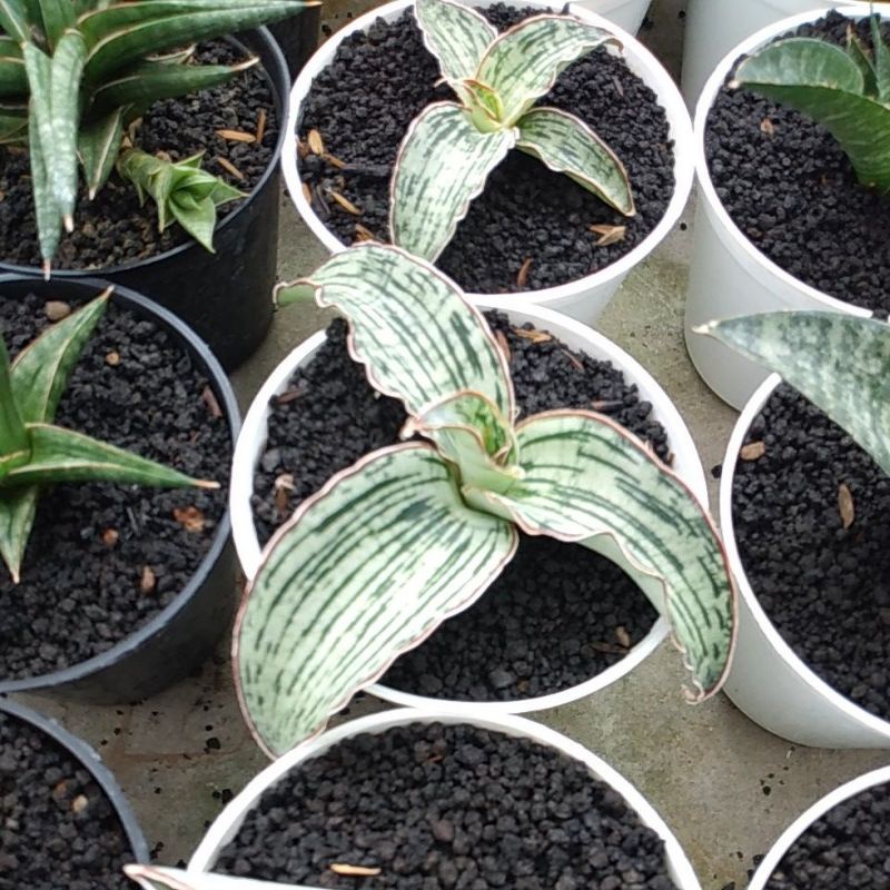 sansevieria cleopatra