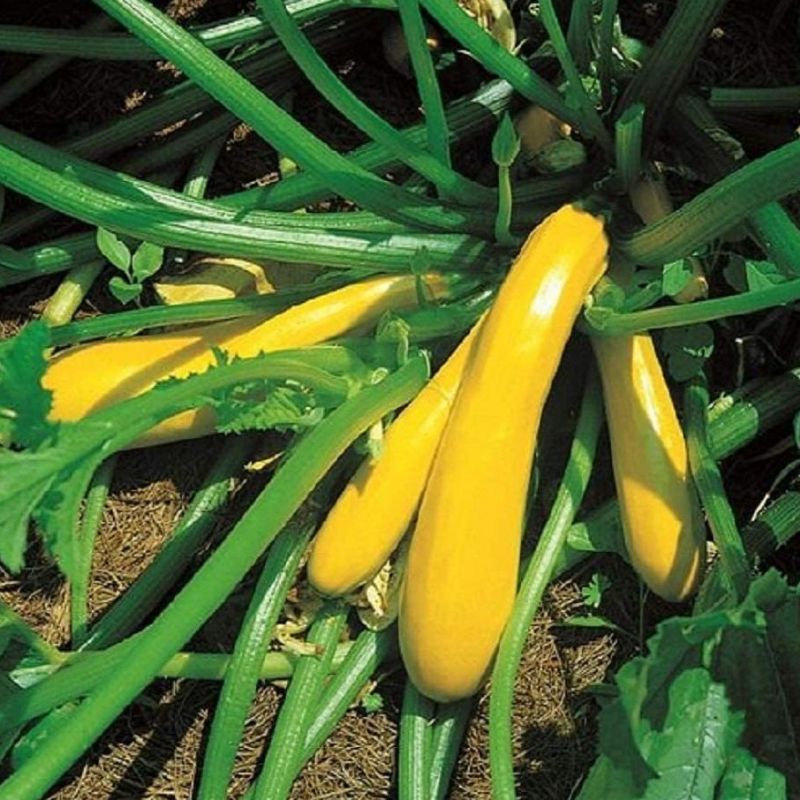 Benih Bibit Sayuran Zucchini Gold F1 - Bibit Sayuran