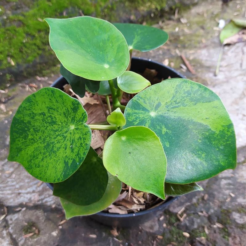 Tanaman hias Peperomia Raindrop Variegata / Rendrop varigata