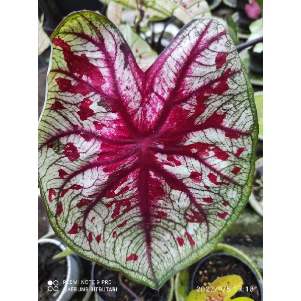 Caladium Hybrid Thailand ~ Caladium Tootsie