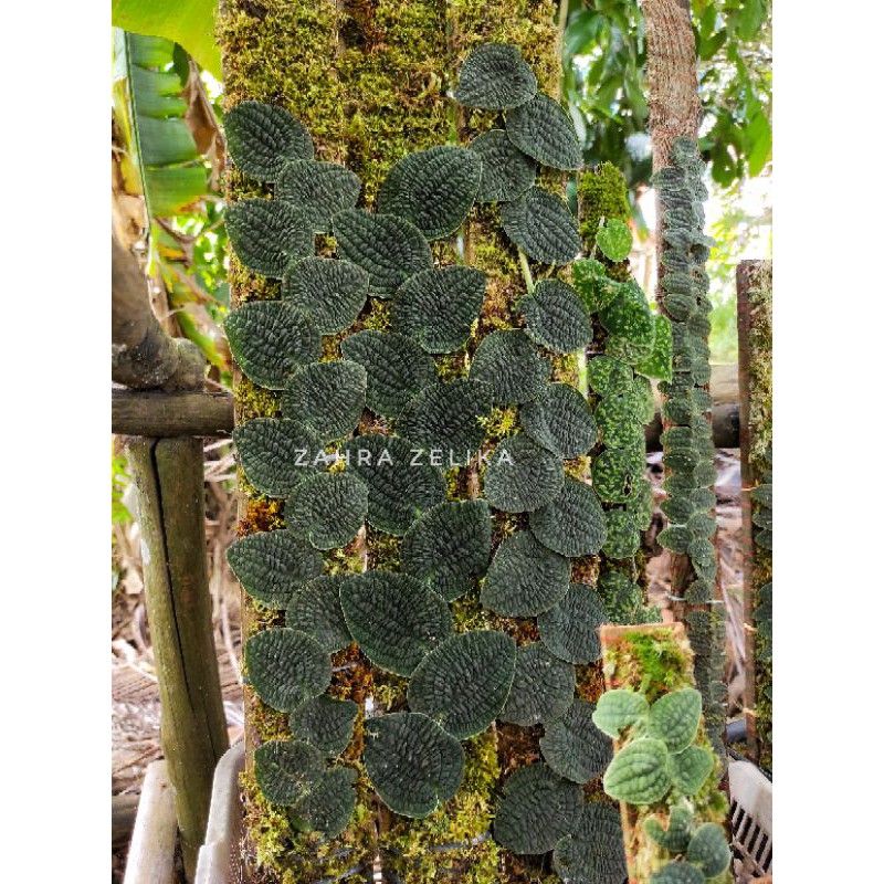 Giant piper clypeatum