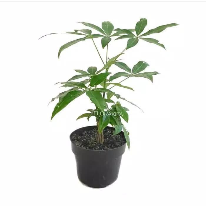 tanaman hias pachira aquatic - pachira money tree