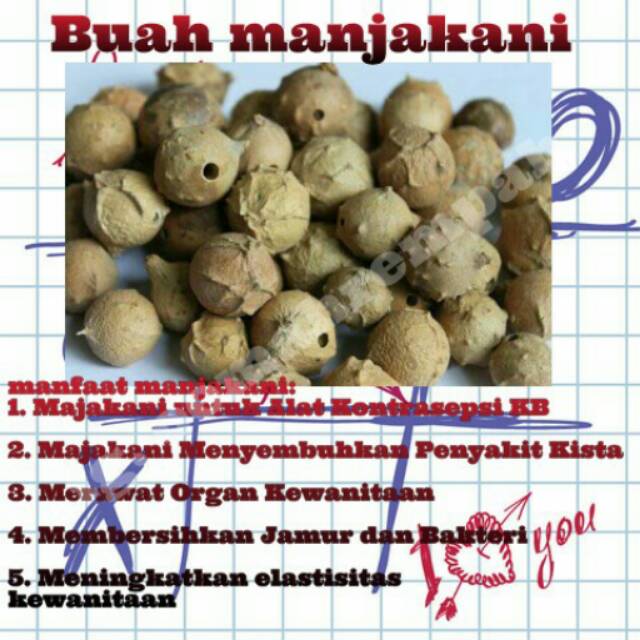 

Buah manjakani asli