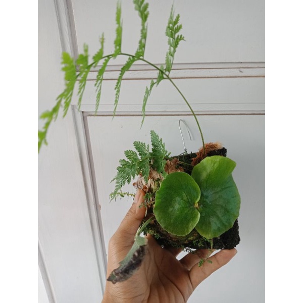 Platycerium Stemaria Laurenty