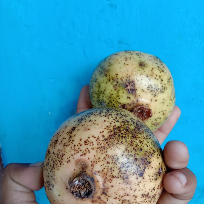 

Buah Delima PerBuah / Buah Khasiat 7 Bulan