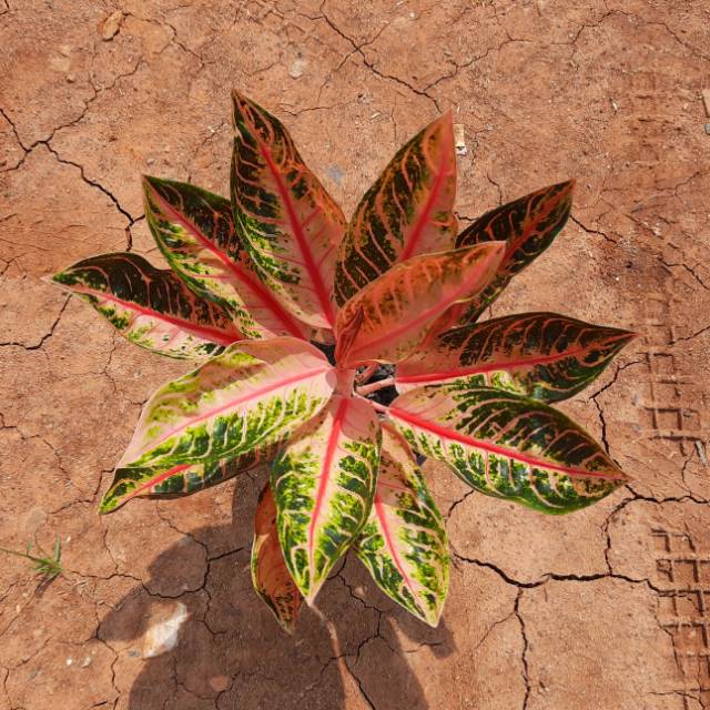 AGLONEMA PRIDE OF SUMATRA MUTASI