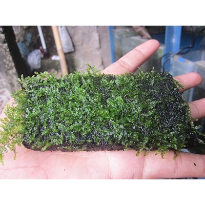 JALA, JARING, HAIR NET - UNTUK AQUASCAPE, MOSS, SANGGUL, BUN, HAIR CAP