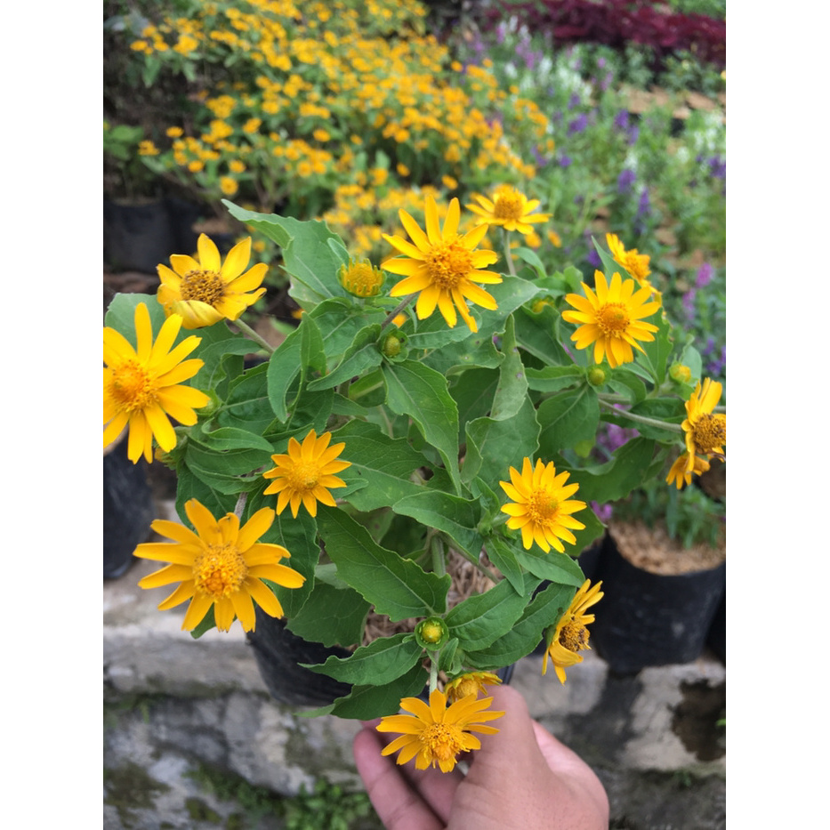 Tanaman Bunga Hias Hidup Murah Seribu Bintang (Daisy) Hiasan Tanam