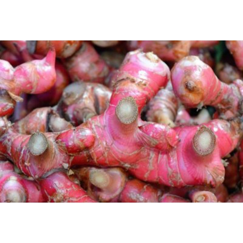 

Jahe Kampuang Fres 500 gr, jahe merah, bumbu dapur