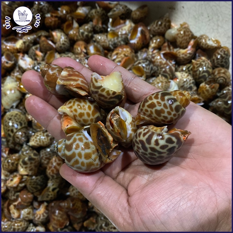 

Kerang Macan Segar 1kg