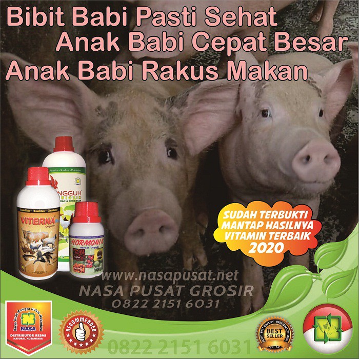 Obat Babi Tidak Mau Makan