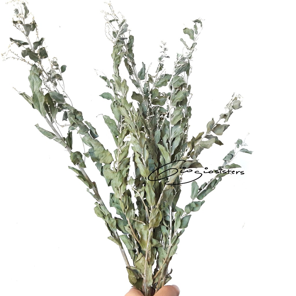 

Daun Mimosa Kering Lokal | Silver Mimosa | Daun Memusa | Daun Memosa Kering | Bunga Kering