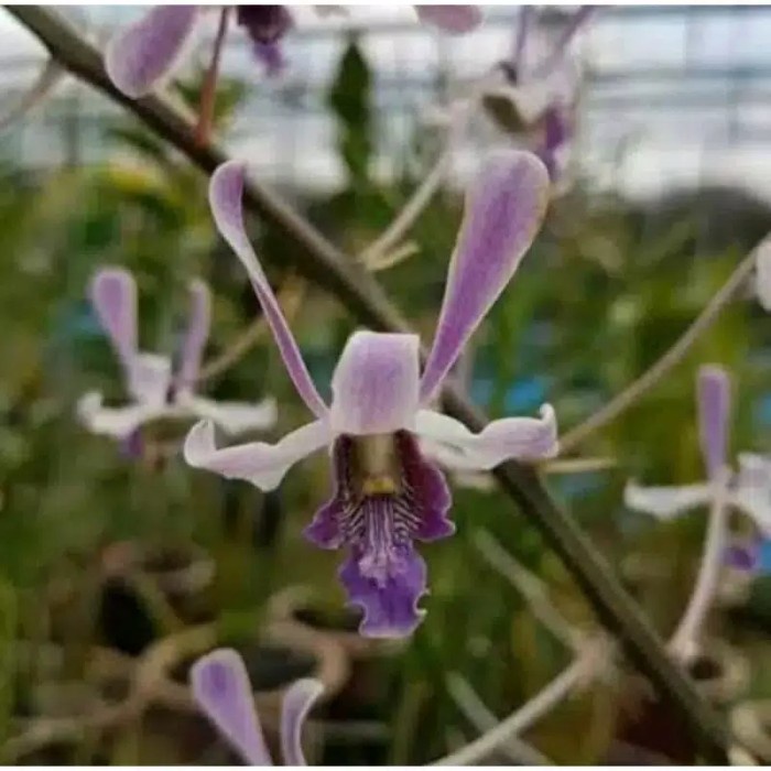 Pohon Anggrek Hidup - Tanaman hias anggrek dendrobium lineale blue