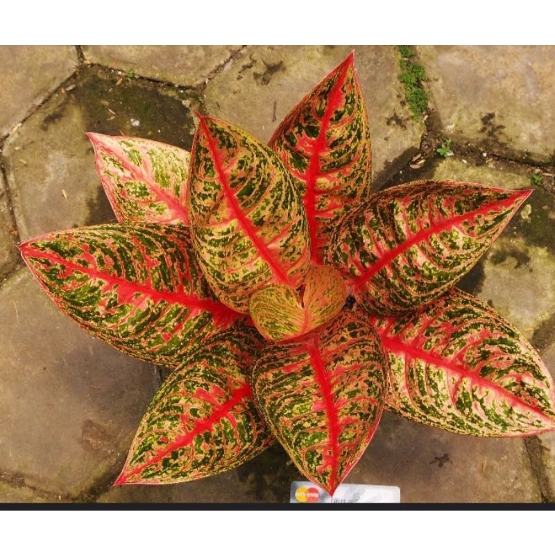 tanaman hidup bunga hidup bibit aglonema mutiara berdaun