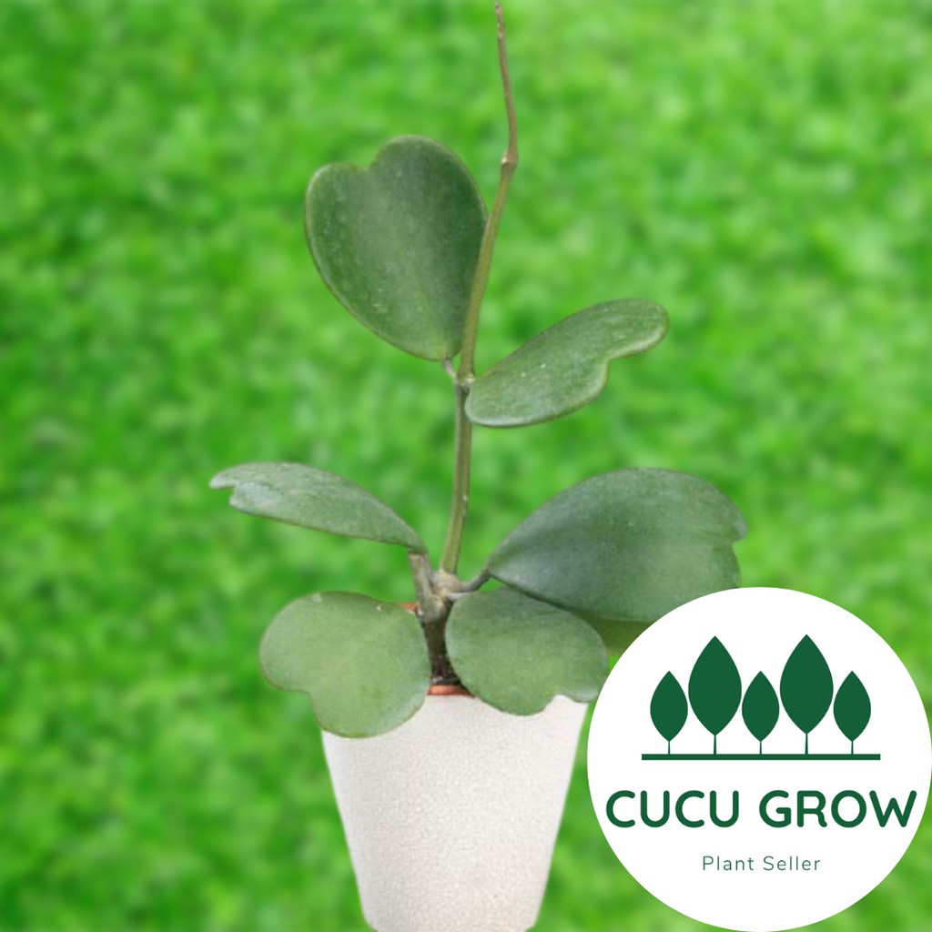 Tanaman Hias Hoya Kerrii / Hoya Love / Hoya Sweetheart / Hoya Kerii