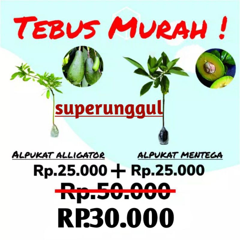 tebus murah paket hemat bibit alpukas mentega dan alpukat aligator