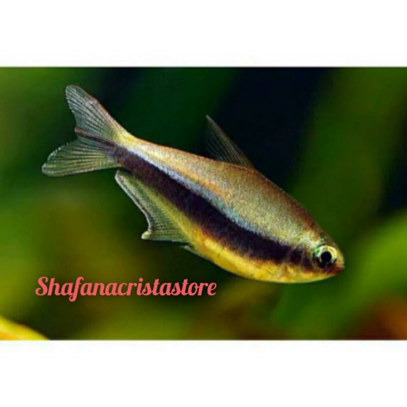 ikan hias Emperor tetra/Palmery