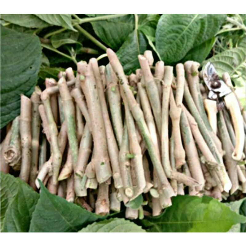 Trika Tricantera Gigantea perbatang Tanaman pakan ternak bergizi