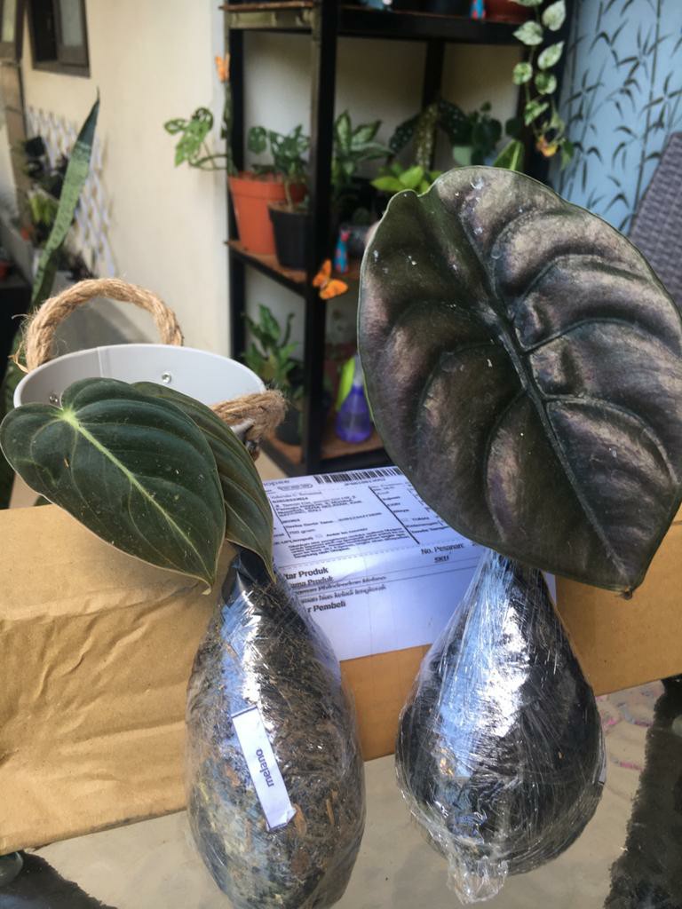 Tanaman Philodendron Melano