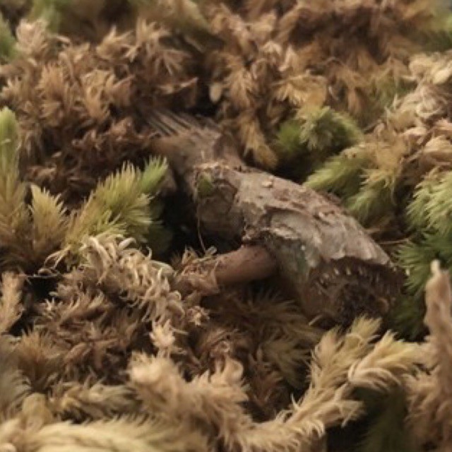 bonggol skeleton key