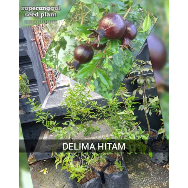 Bibit delima hitam Super